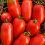 roma tomatoes