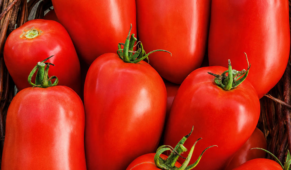 roma tomatoes